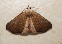 Axiocteta oenoplex