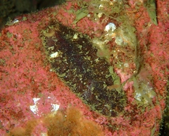 Gaudichaudius iphionelloides