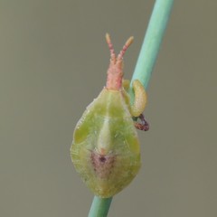 Lophoscutus