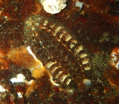 Gaudichaudius iphionelloides