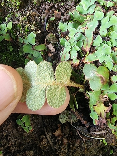 Image of Asplenium lolegnamense by (c) Vítor Jorge, some rights reserved (CC BY)