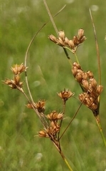 Juncus dudleyi
