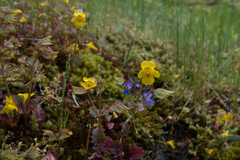 Erythranthe alsinoides