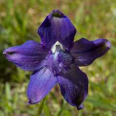 Delphinium menziesii