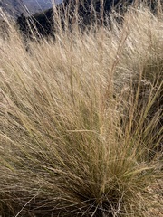 Nassella tenuissima