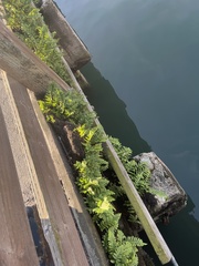 Polypodium californicum