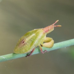 Lophoscutus