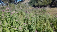 Pluchea odorata odorata