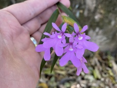 Epidendrum centropetalum