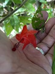 Malvaviscus arboreus