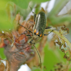 Cortodera humeralis