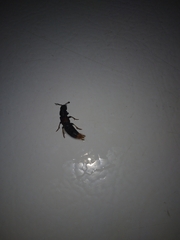 Platydracus mysticus