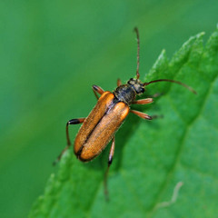 Cortodera humeralis