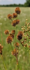 Juncus brachycarpus