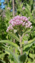 Pluchea odorata odorata