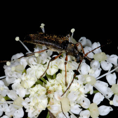 Grammoptera ruficornis
