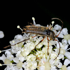 Grammoptera ruficornis