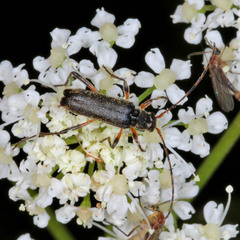 Grammoptera ruficornis