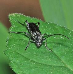 Grammoptera abdominalis