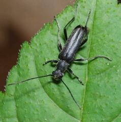 Grammoptera abdominalis