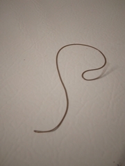 Gordioidea