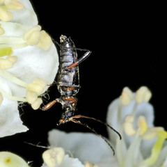 Grammoptera ruficornis