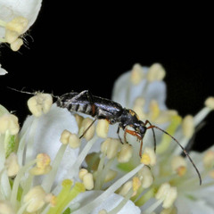 Grammoptera ruficornis