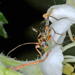Grammoptera ruficornis