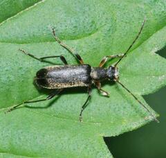 Grammoptera ruficornis