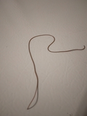 Gordioidea