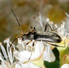 Grammoptera ruficornis
