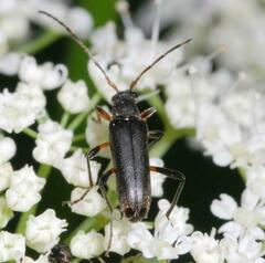 Grammoptera ruficornis