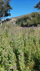 Pluchea odorata odorata