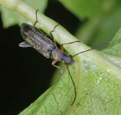 Grammoptera ruficornis