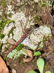 Sympetrum nigrifemur