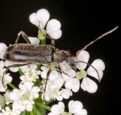 Grammoptera ruficornis
