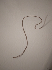 Gordioidea