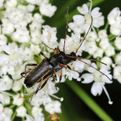 Grammoptera ruficornis