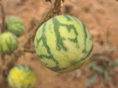 Solanum palinacanthum