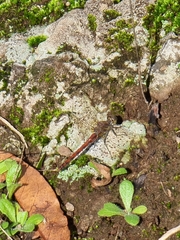 Sympetrum nigrifemur