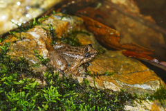 Limnonectes kuhlii