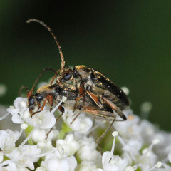 Grammoptera ruficornis