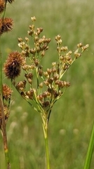 Juncus biflorus