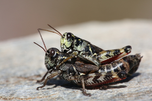 High Mountain Grasshopper