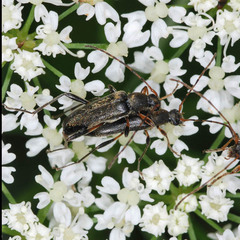Grammoptera ruficornis