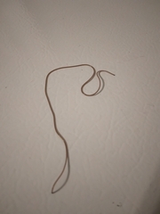 Gordioidea