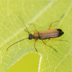 Grammoptera ustulata