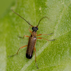 Grammoptera ustulata
