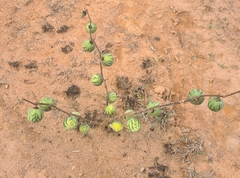 Solanum palinacanthum