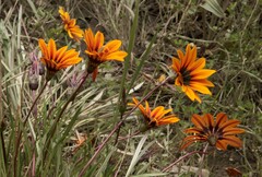 Gazania linearis